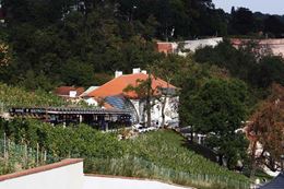 Picture of Ceremony in St. Wenceslas vineyard