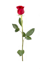 Picture of Long stem rose 