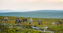 Picture of Kakslauttanen Arctic Resort 