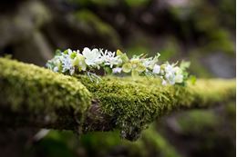 Picture of Small wreath in the hair