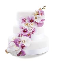 Picture of Wedding cake Orchid Dream